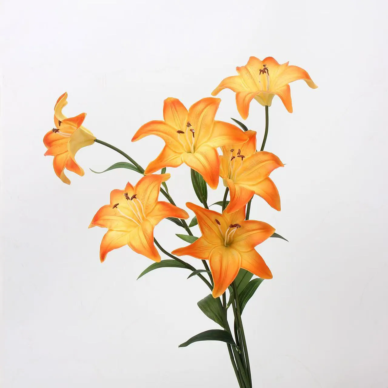 Kekasih Lily