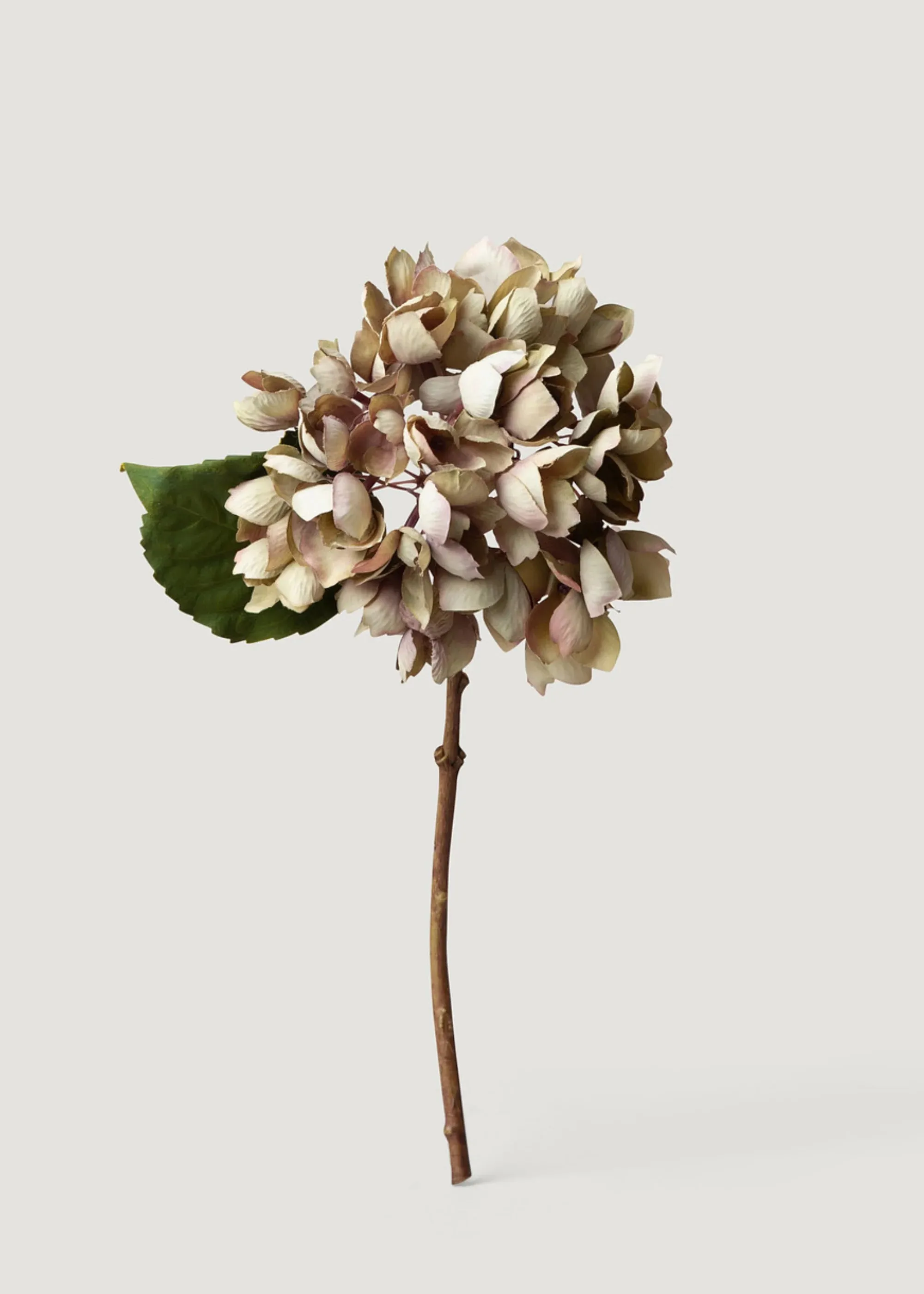 Bunga Hydrangea Paling Pakaian Kering