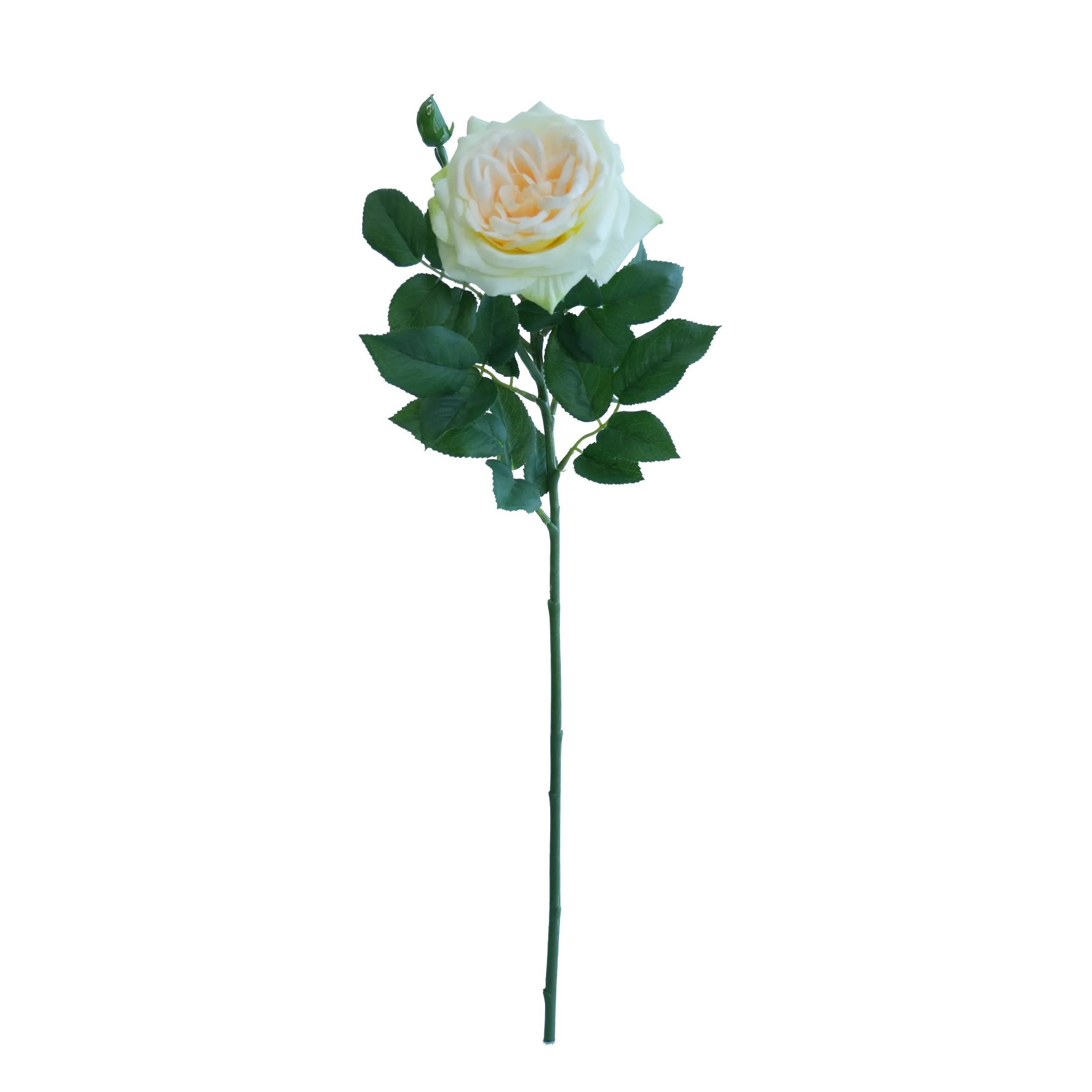 Lychee tunggal Rose
