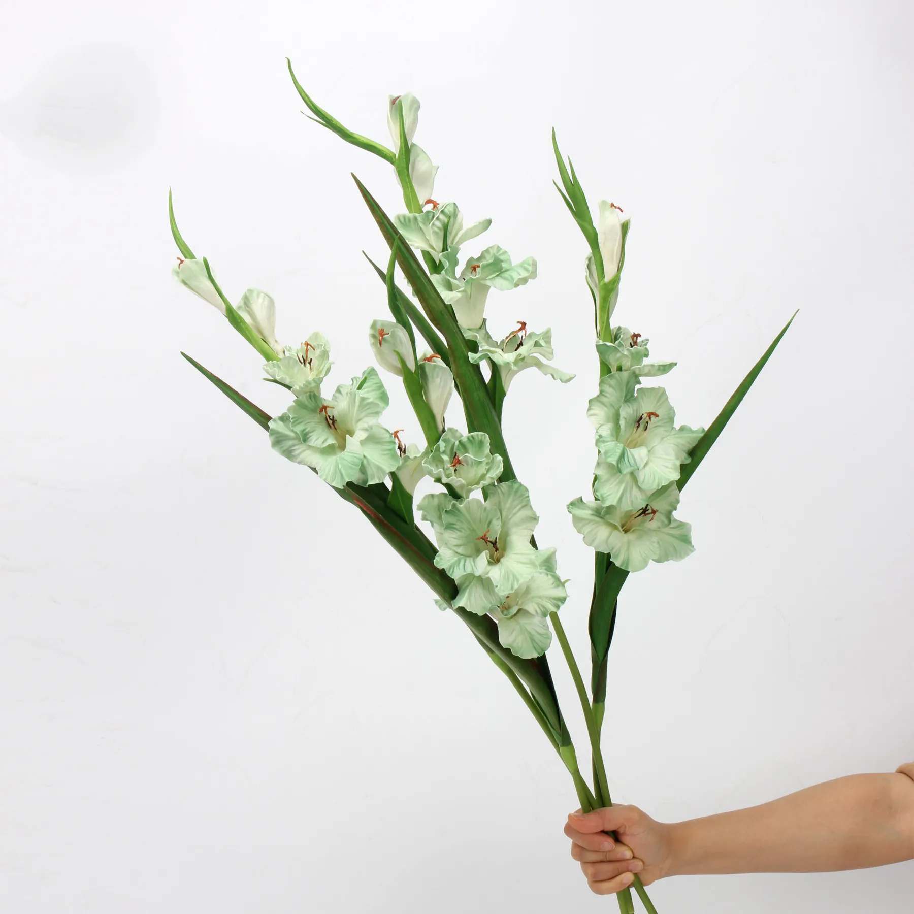 Gladiolus