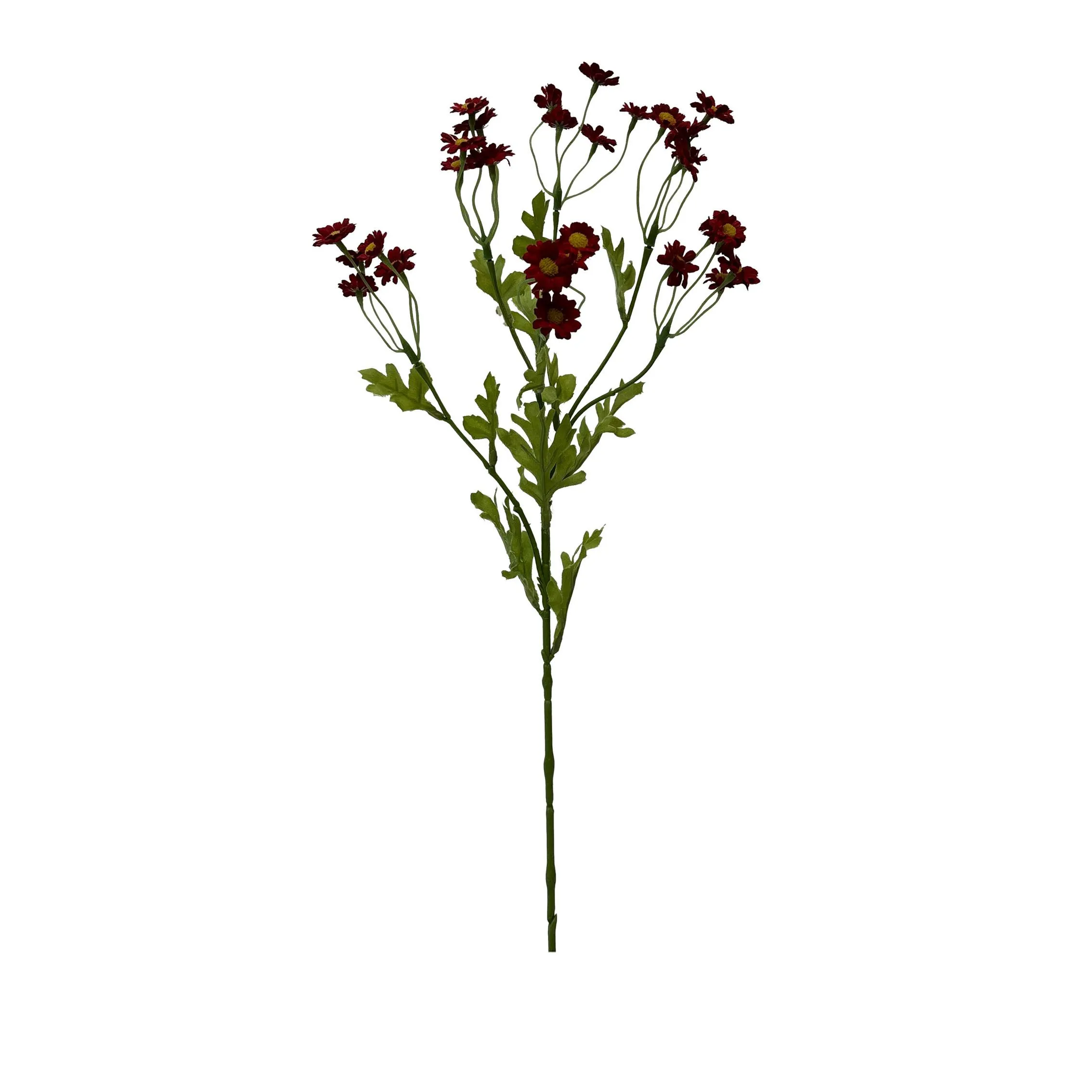 Satu hidangan darichamomile