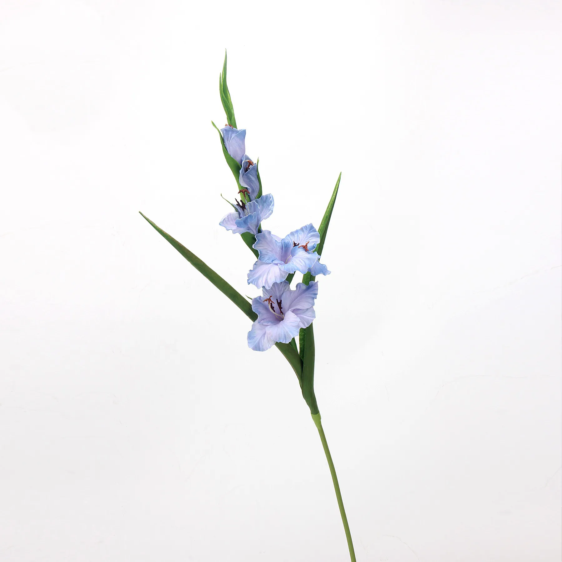 Gladiolus