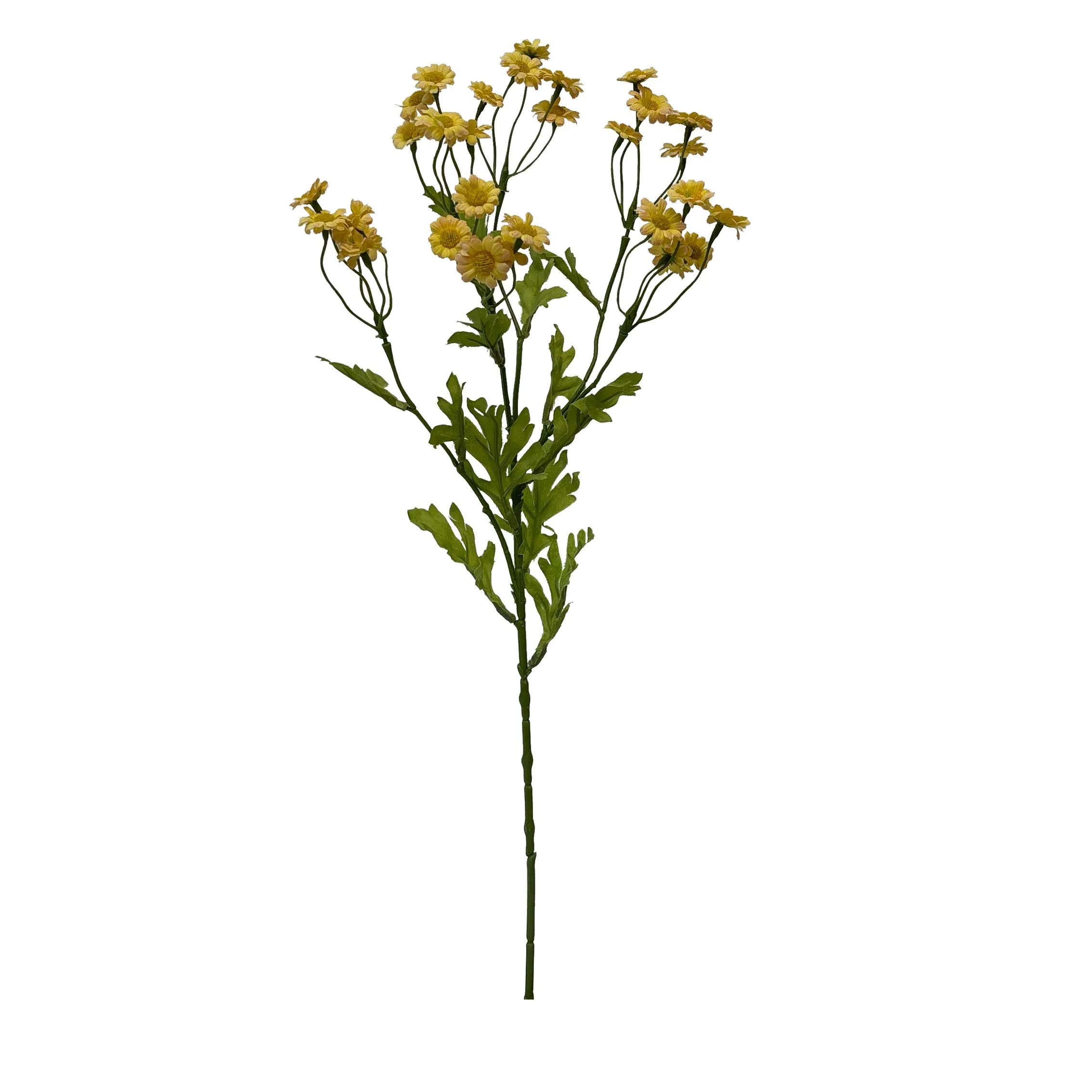 Satu hidangan darichamomile