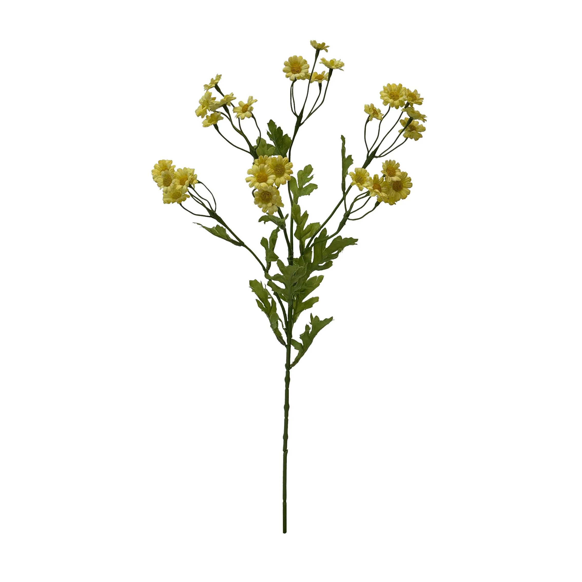 Satu hidangan darichamomile