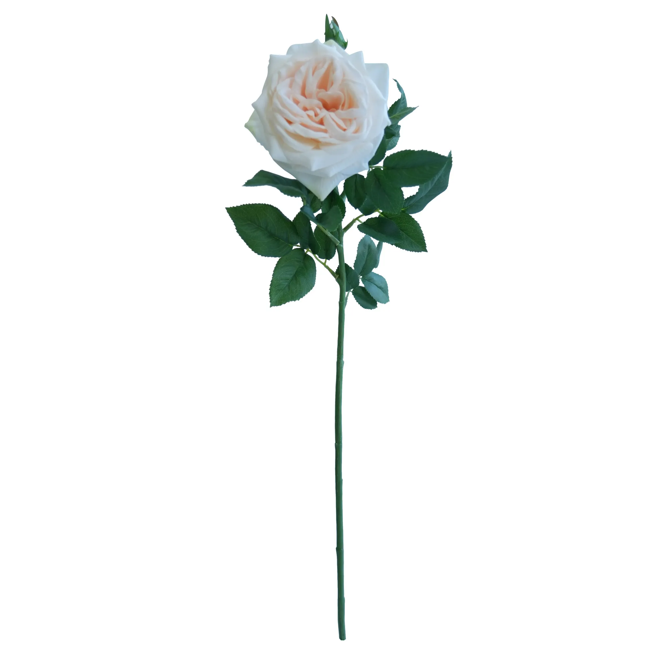 Lychee tunggal Rose