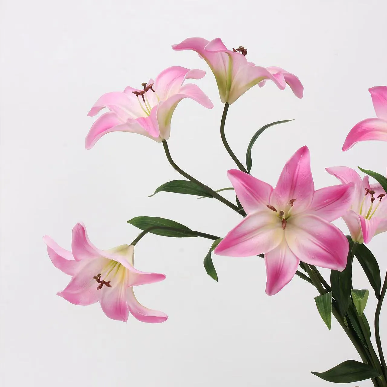 Kekasih Lily