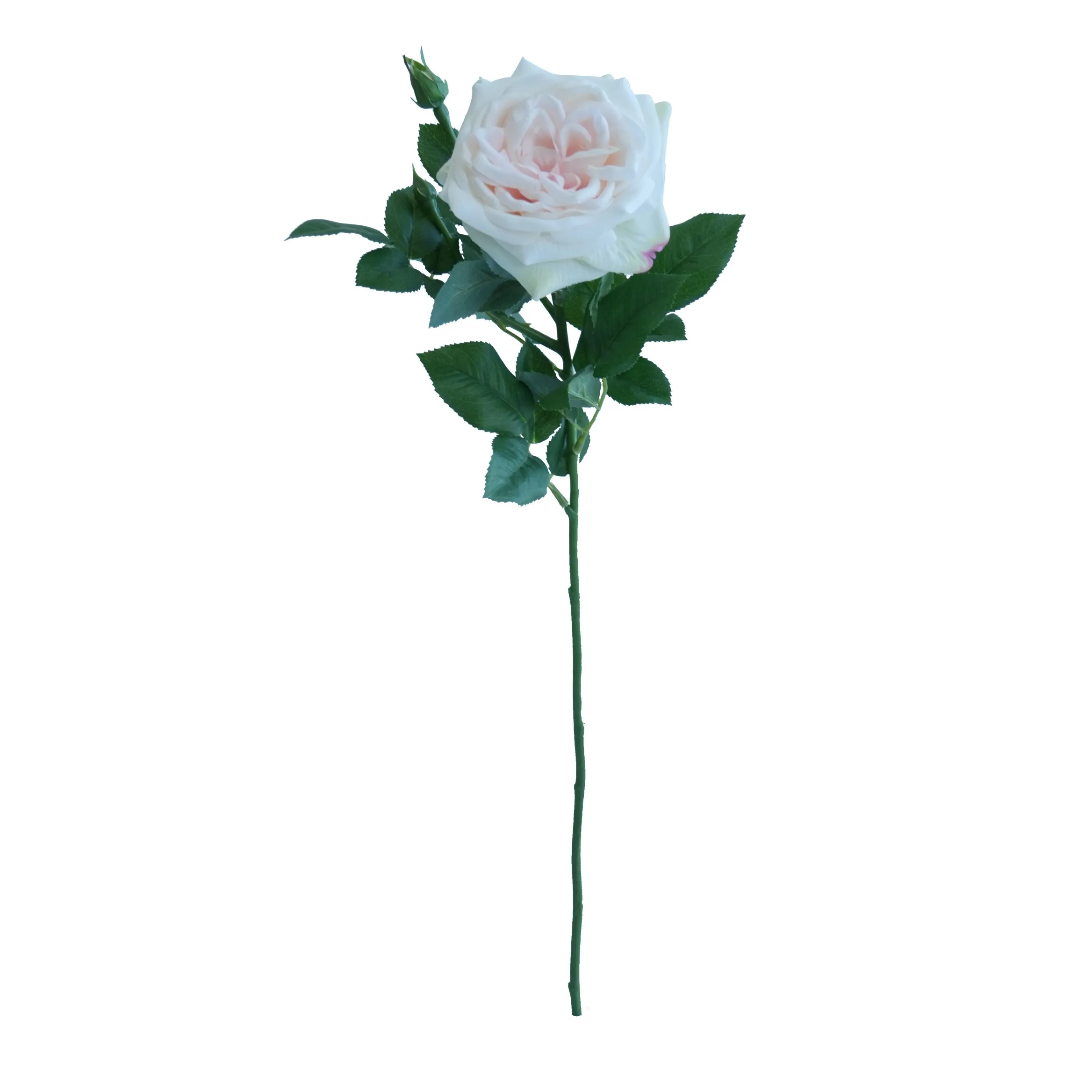 Lychee tunggal Rose