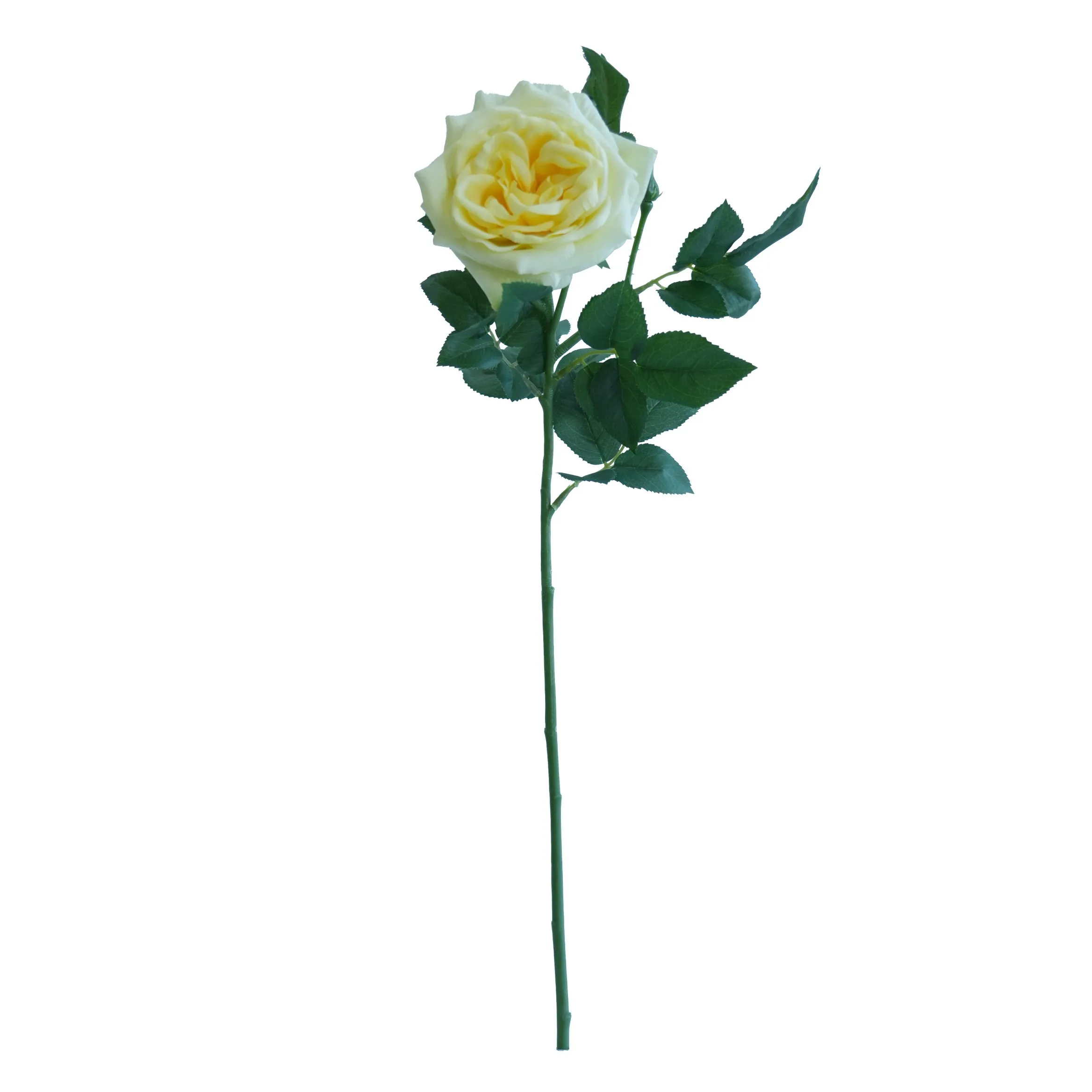 Lychee tunggal Rose
