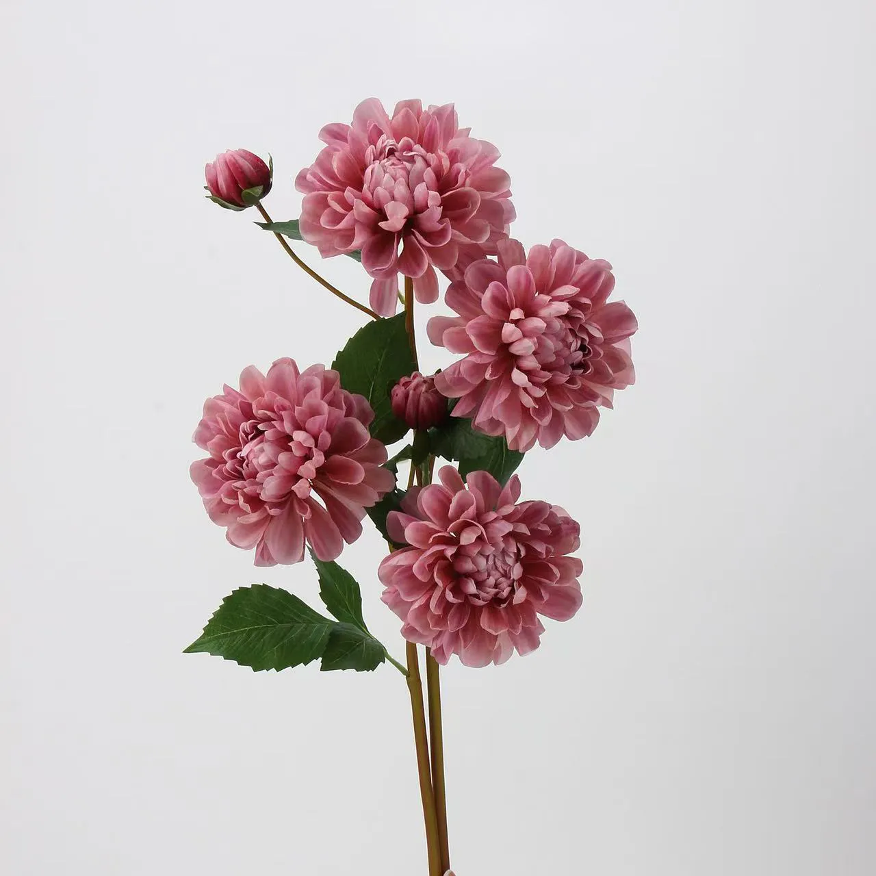 Dahlia