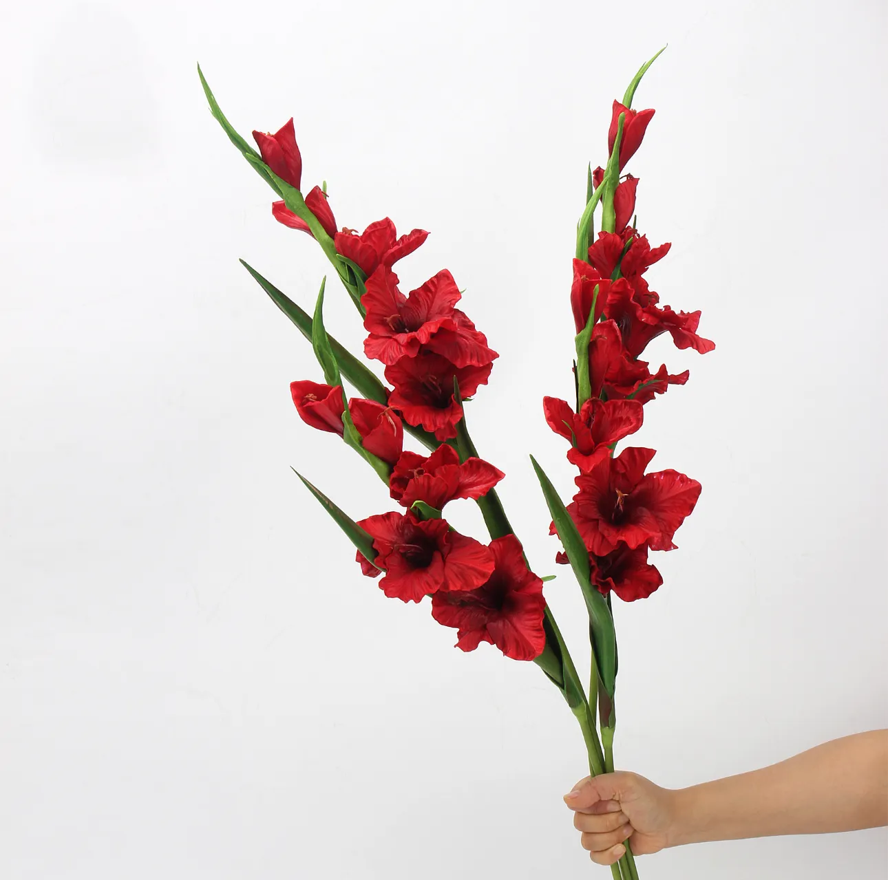Gladiolus
