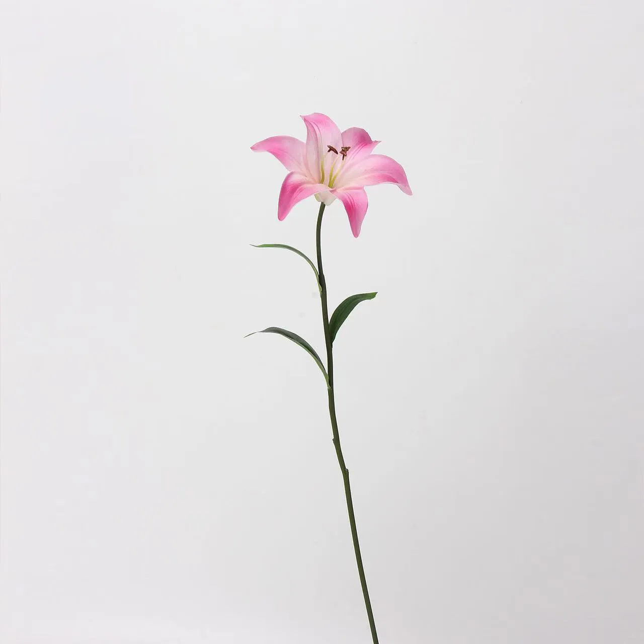Kekasih Lily