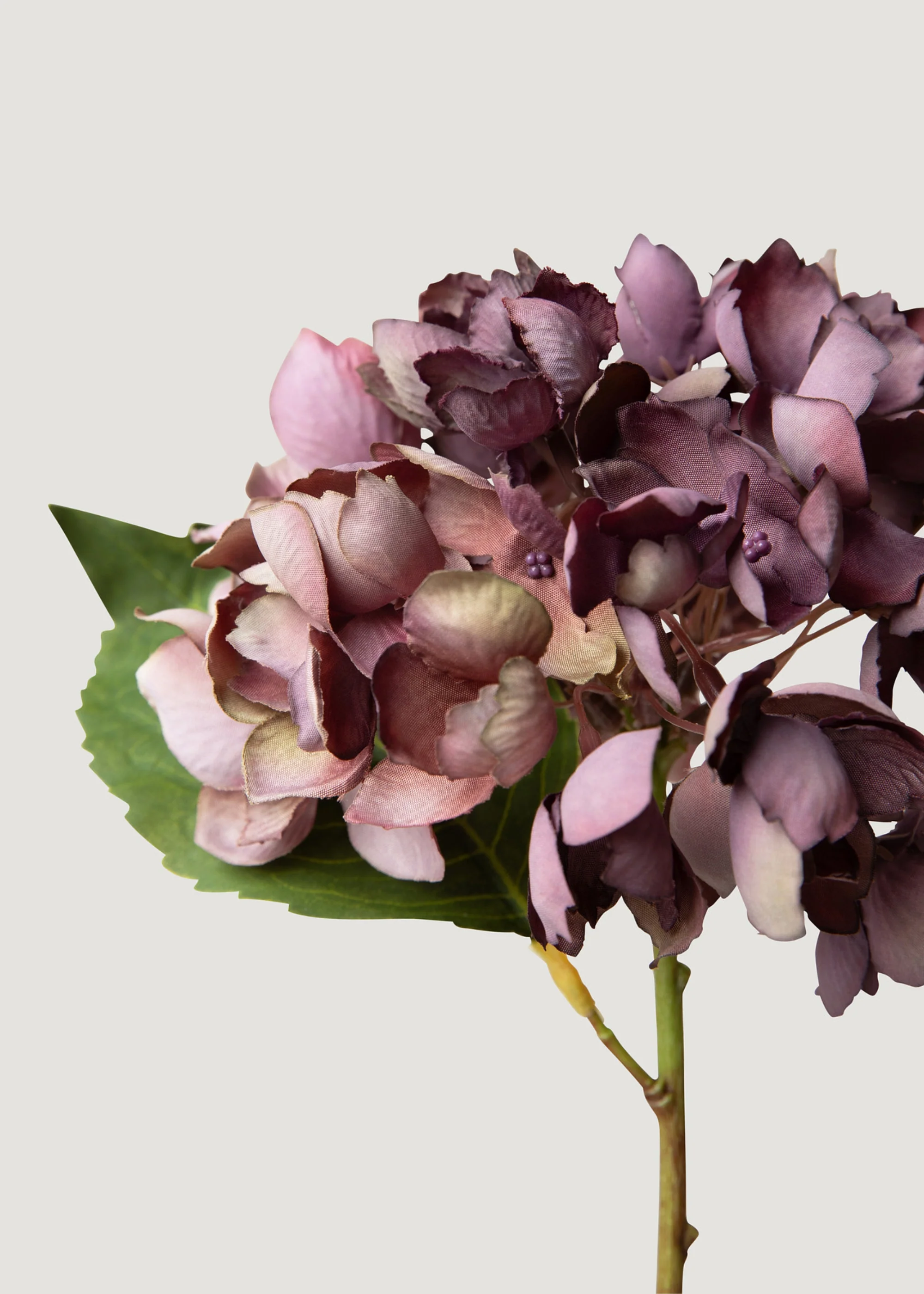 Bunga Hydrangea Paling Pakaian Kering