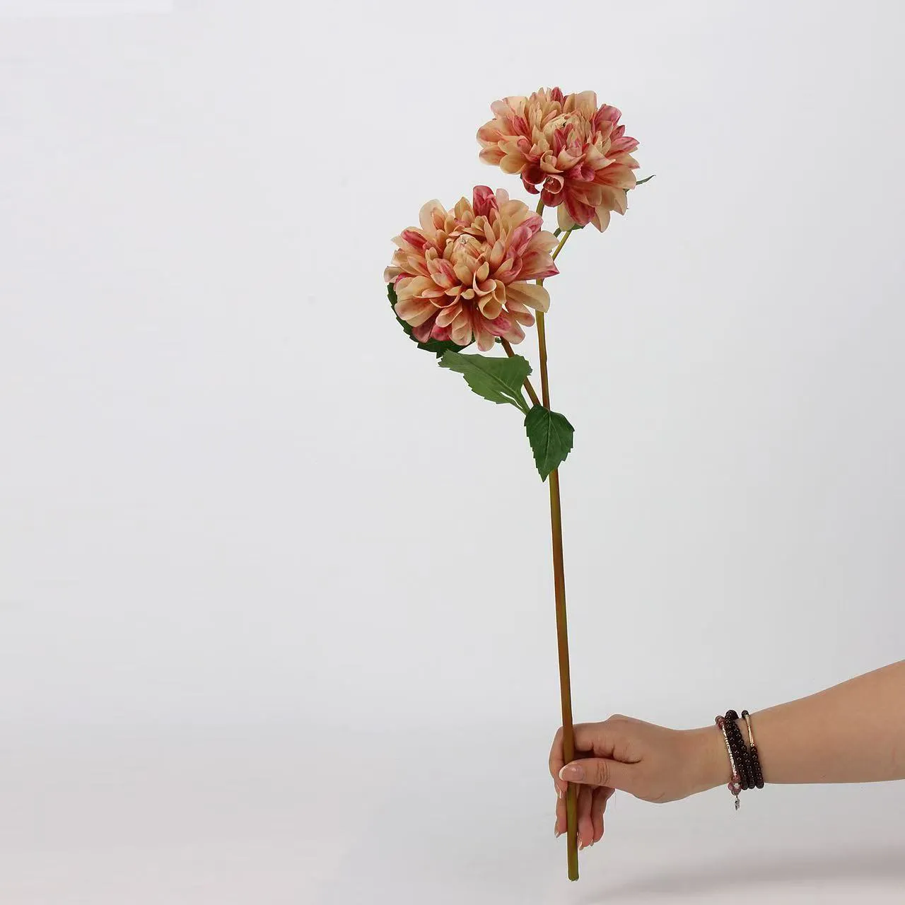 Dahlia