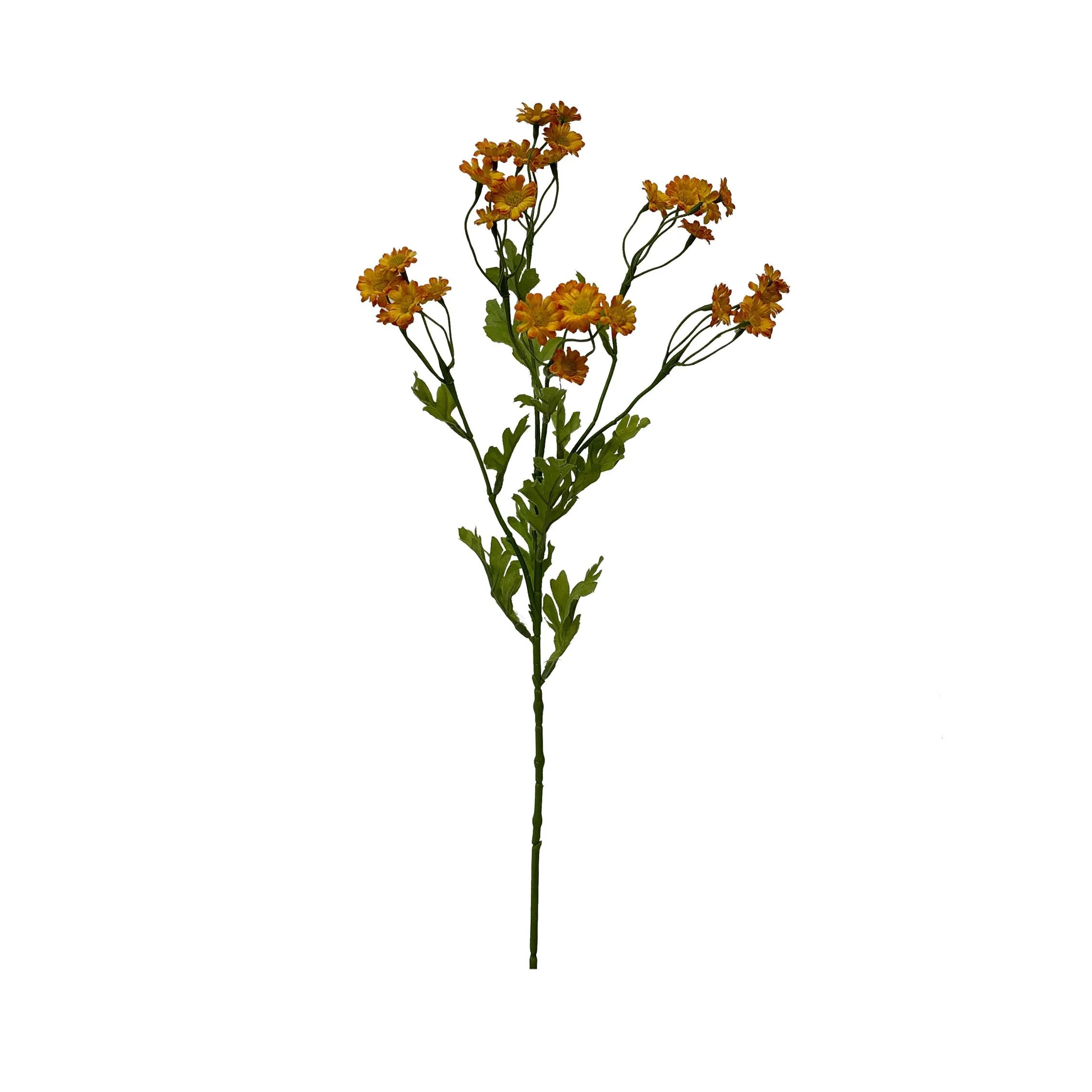 Satu hidangan darichamomile