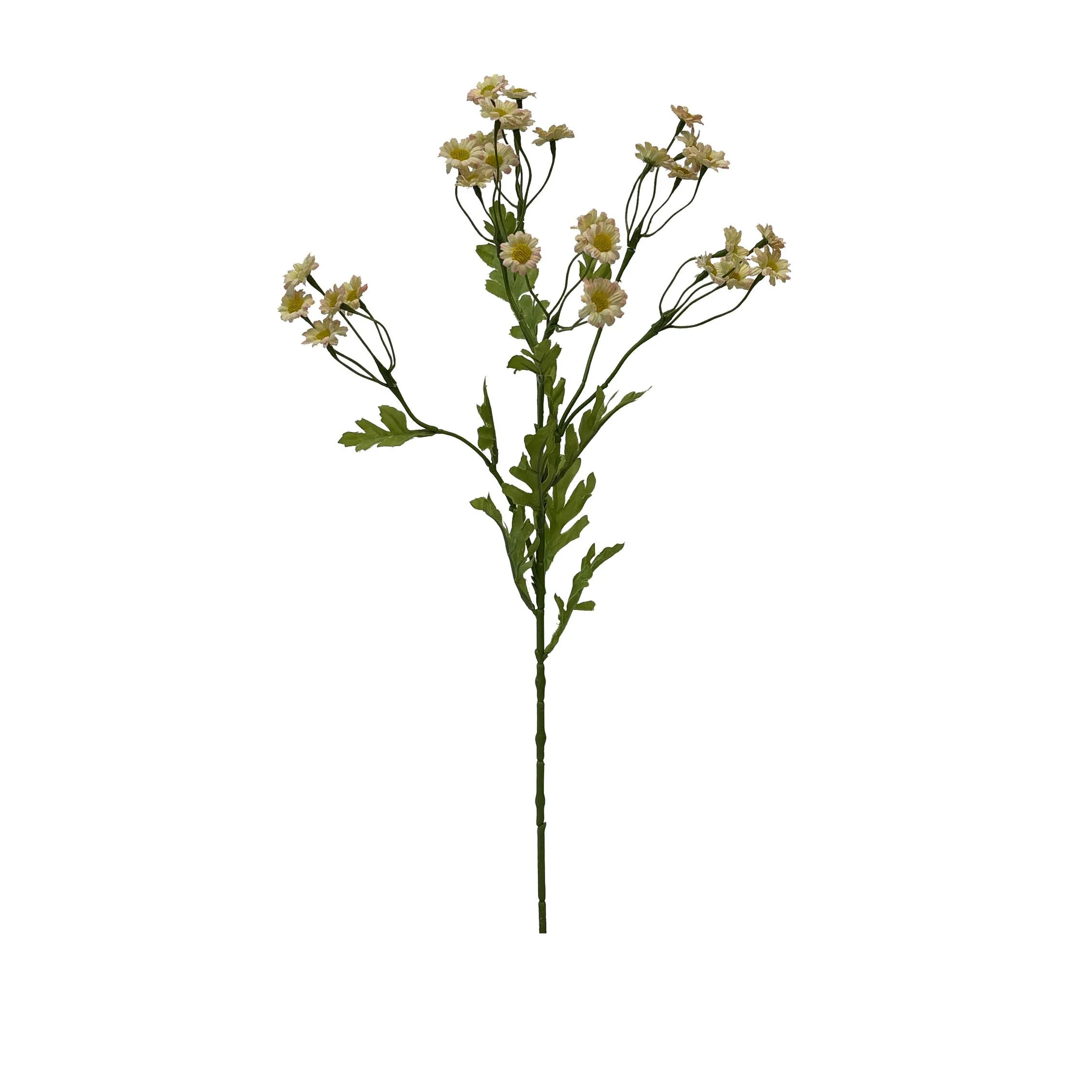 Satu hidangan darichamomile