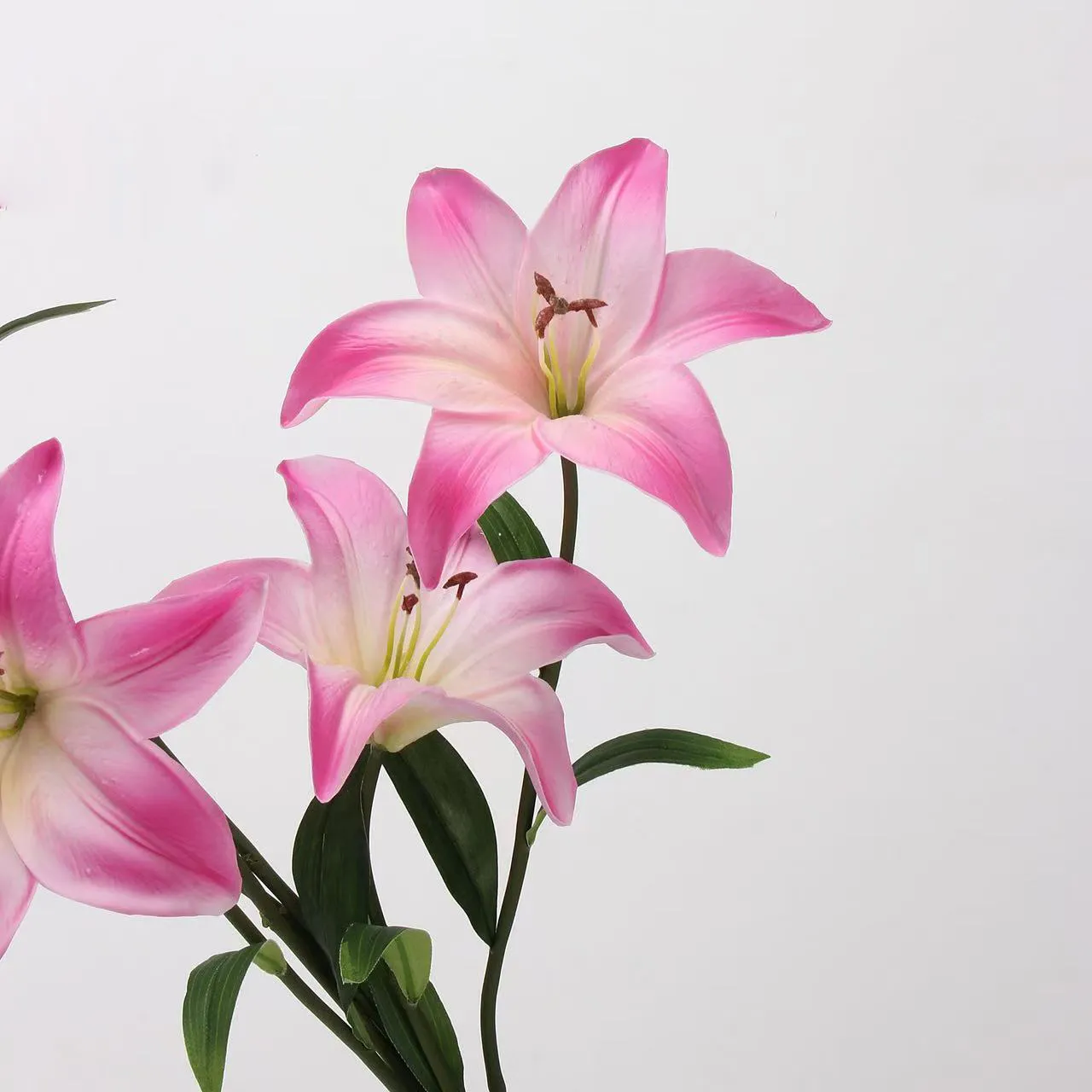 Kekasih Lily