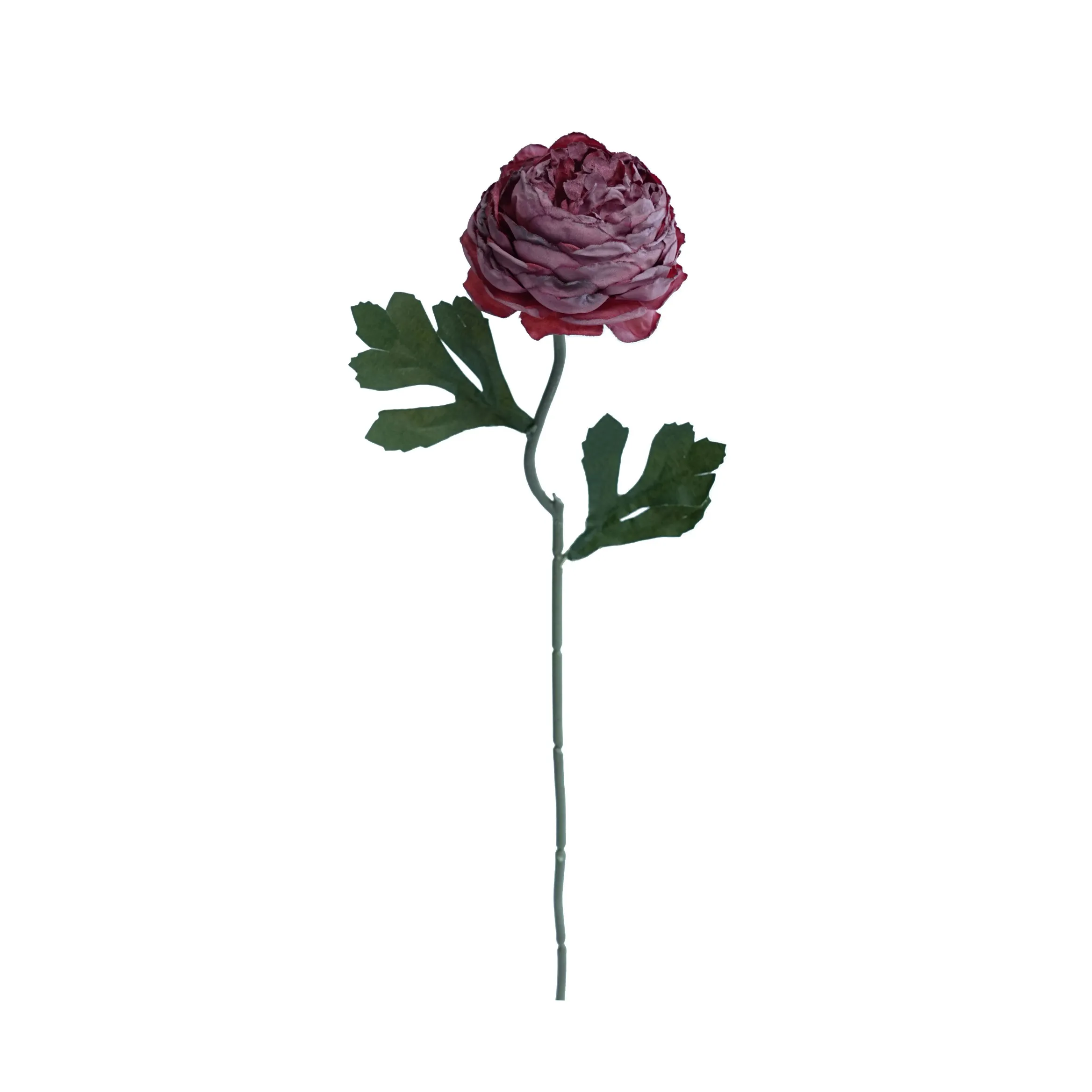 Plum teh dicincang