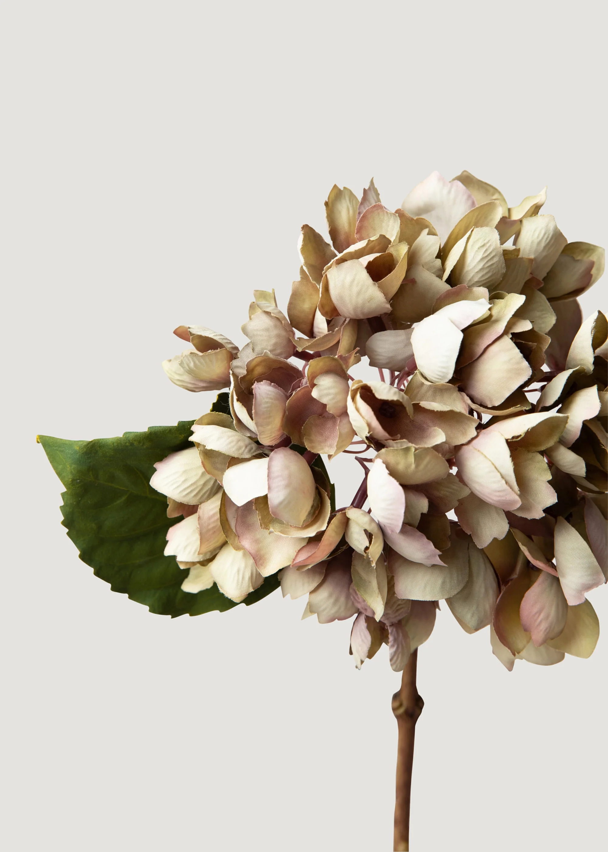 Bunga Hydrangea Paling Pakaian Kering