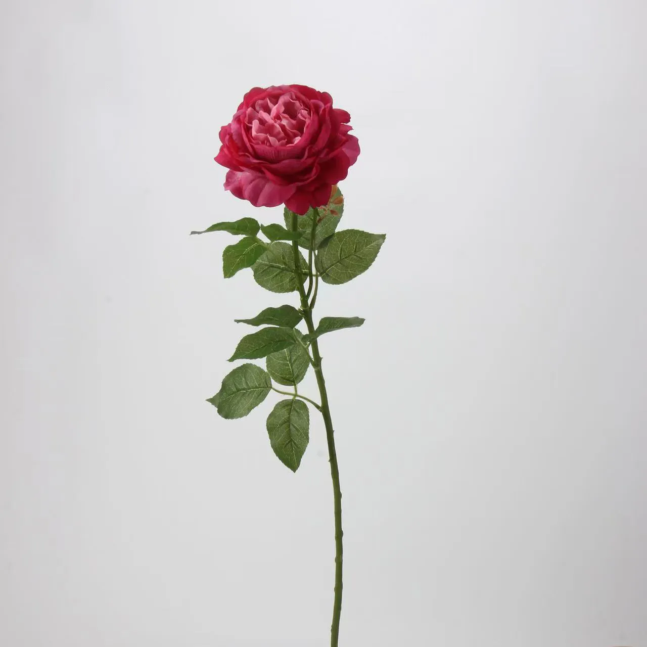 Dew Lotus Rose