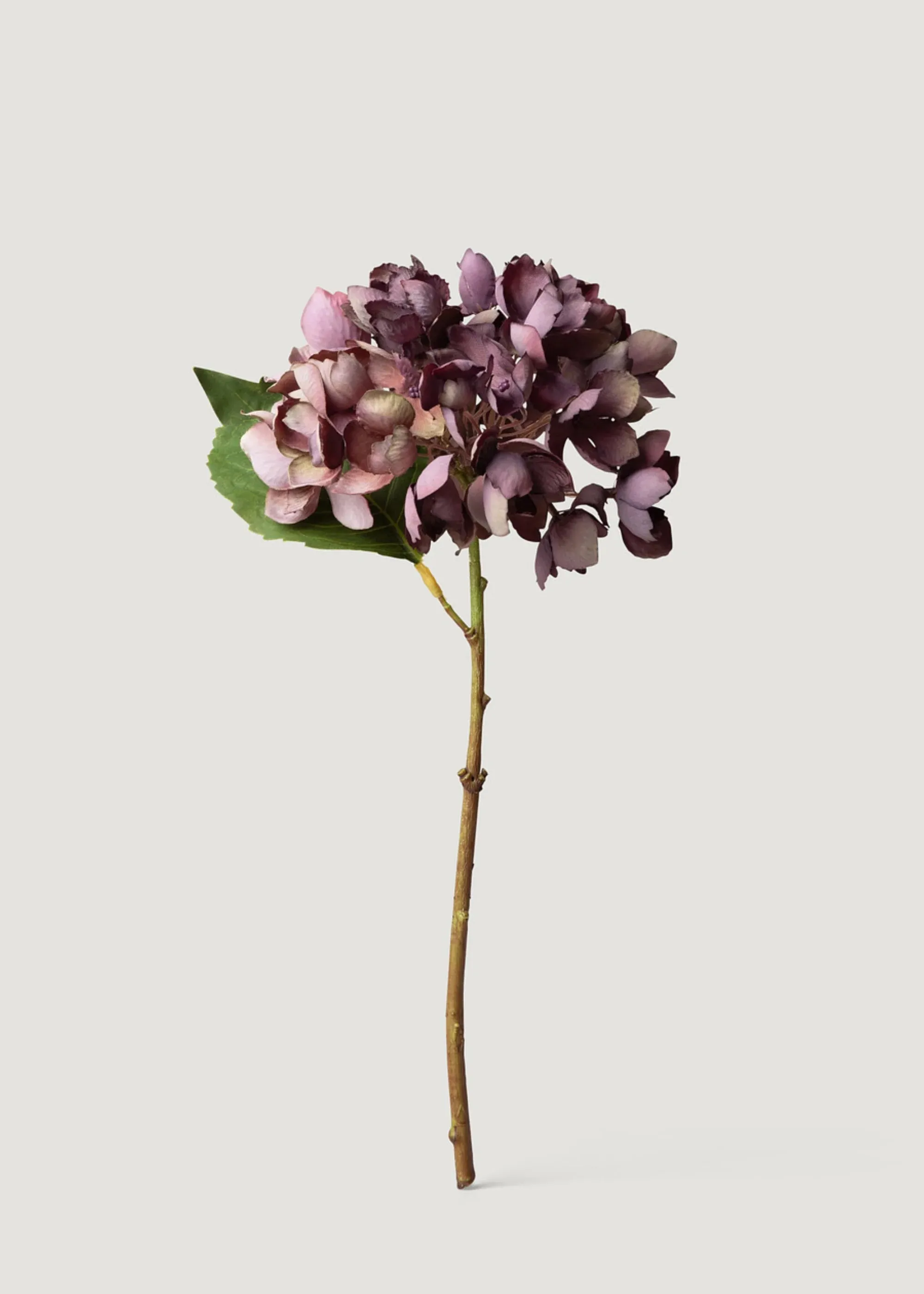 Bunga Hydrangea Paling Pakaian Kering