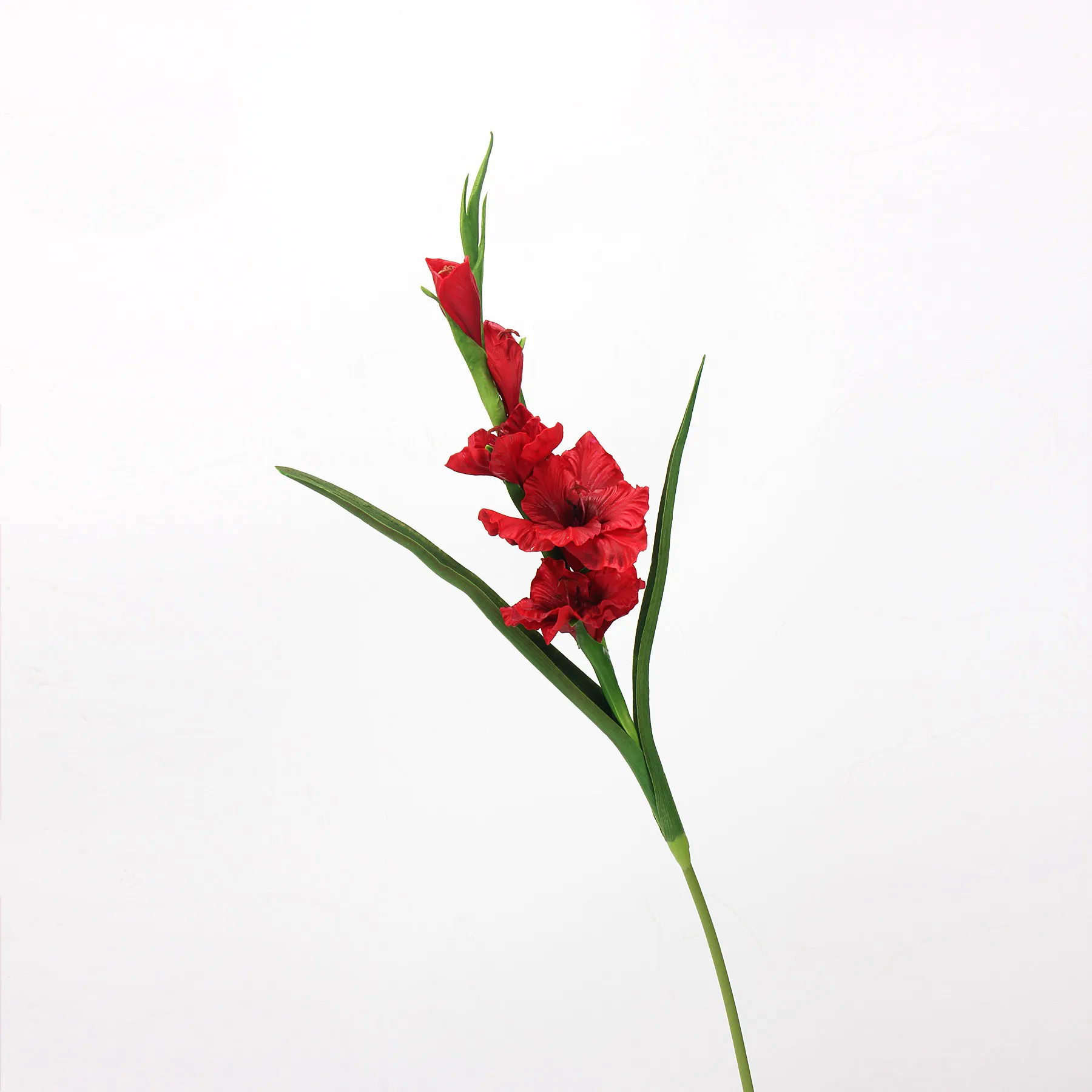 Gladiolus